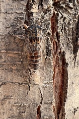 Cicada orni