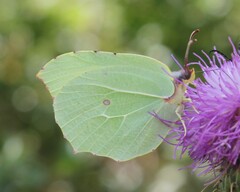 Gonepteryx cleopatra