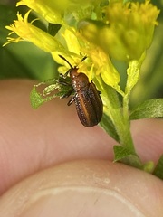 Microrhopala vittata