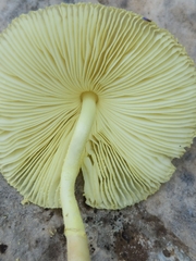 Leucocoprinus tricolor