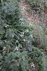 Trimezia gracilis