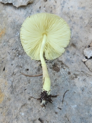 Leucocoprinus tricolor
