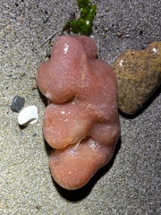 Aplidium californicum