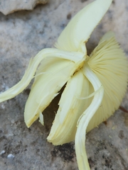 Leucocoprinus tricolor