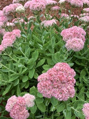 Hylotelephium maximum × spectabile