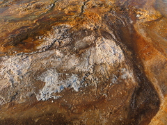 Sulfolobus solfataricus