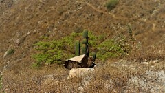 Haageocereus acranthus