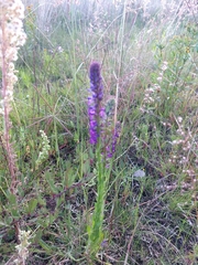 Lobelia fenestralis