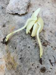 Leucocoprinus tricolor