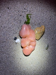 Aplidium californicum