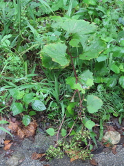 Arnoglossum reniforme
