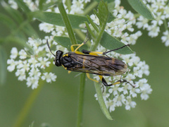 Macrophya montana