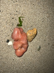 Aplidium californicum