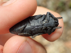 Capnodis tenebrionis