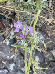Matthiola sinuata