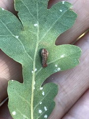 Atrusca clavuloides