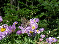 Parnassius smintheus