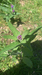 Verbena macdougalii