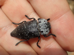 Capnodis tenebrionis