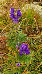 Aconitum tauricum