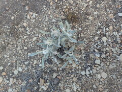 Pseudognaphalium microcephalum