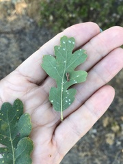 Atrusca clavuloides