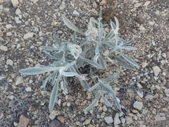 Pseudognaphalium microcephalum