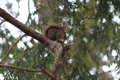 Sciurus aestuans