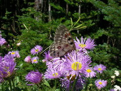 Parnassius smintheus