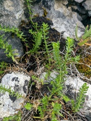 Cruciata taurica