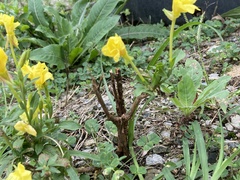 Oenothera pilosella