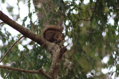Sciurus aestuans