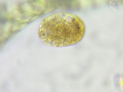 Bosmina longirostris