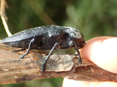 Capnodis tenebrionis