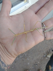 Megaphasma denticrus