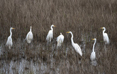 Ardea alba