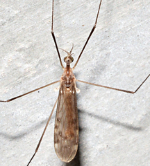 Neolimonia rara