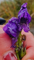Aconitum tauricum