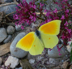 Gonepteryx cleopatra