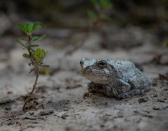 Hyla chrysoscelis
