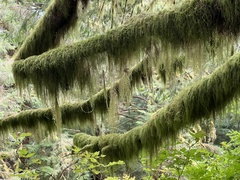 Pseudisothecium stoloniferum