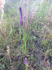Lobelia fenestralis