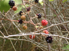 Rubus fruticosus
