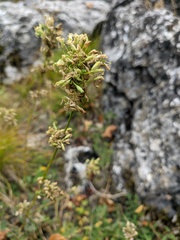 Silene densiflora