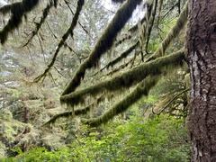 Pseudisothecium stoloniferum