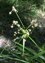 Scirpus hattorianus