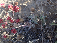 Eriogonum grande