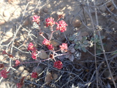 Eriogonum grande