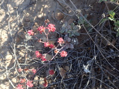 Eriogonum grande