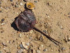 Limulus polyphemus